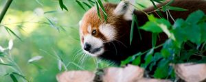 Preview wallpaper red panda, animal, glance, leaves