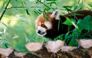 Preview wallpaper red panda, animal, glance, leaves