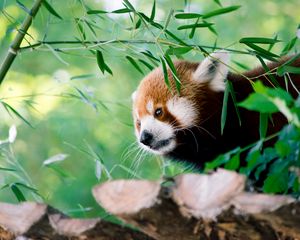 Preview wallpaper red panda, animal, glance, leaves