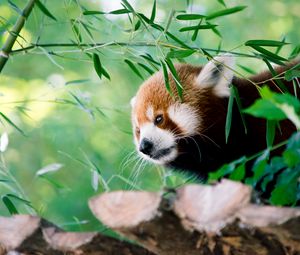 Preview wallpaper red panda, animal, glance, leaves