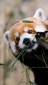 Preview wallpaper red panda, animal, glance, branches, leaves