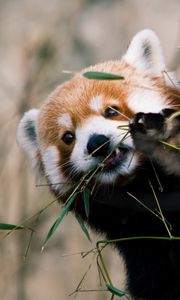 Preview wallpaper red panda, animal, glance, branches, leaves