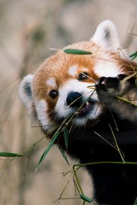 Preview wallpaper red panda, animal, glance, branches, leaves