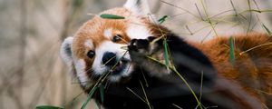 Preview wallpaper red panda, animal, glance, branches, leaves