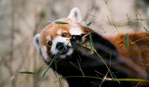 Preview wallpaper red panda, animal, glance, branches, leaves