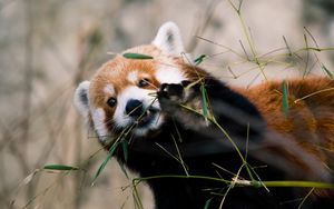 Preview wallpaper red panda, animal, glance, branches, leaves
