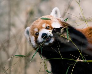 Preview wallpaper red panda, animal, glance, branches, leaves