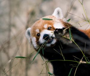 Preview wallpaper red panda, animal, glance, branches, leaves