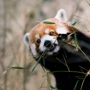 Preview wallpaper red panda, animal, glance, branches, leaves