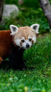 Preview wallpaper red panda, animal, glance, grass