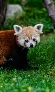 Preview wallpaper red panda, animal, glance, grass