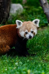 Preview wallpaper red panda, animal, glance, grass