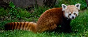 Preview wallpaper red panda, animal, glance, grass