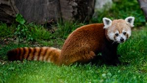 Preview wallpaper red panda, animal, glance, grass