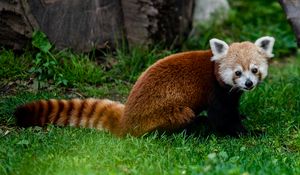 Preview wallpaper red panda, animal, glance, grass