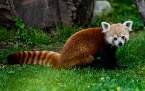 Preview wallpaper red panda, animal, glance, grass