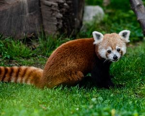 Preview wallpaper red panda, animal, glance, grass