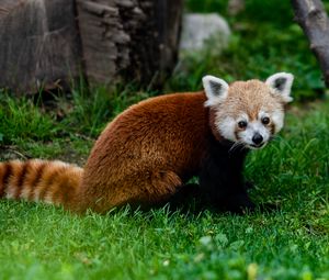 Preview wallpaper red panda, animal, glance, grass