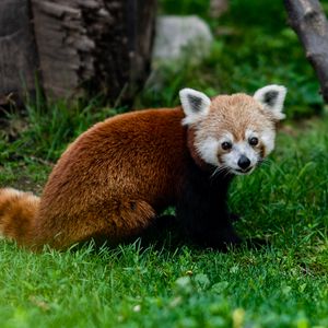 Preview wallpaper red panda, animal, glance, grass