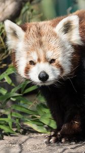 Preview wallpaper red panda, animal, glance