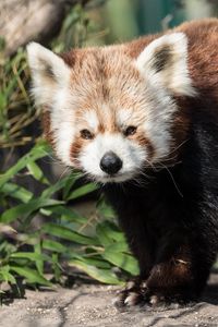 Preview wallpaper red panda, animal, glance