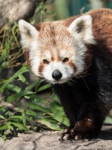 Preview wallpaper red panda, animal, glance