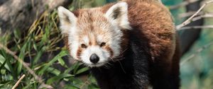 Preview wallpaper red panda, animal, glance