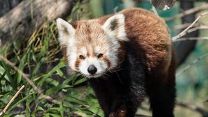 Preview wallpaper red panda, animal, glance