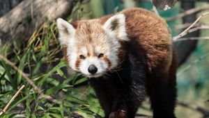 Preview wallpaper red panda, animal, glance