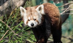 Preview wallpaper red panda, animal, glance