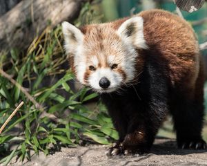 Preview wallpaper red panda, animal, glance