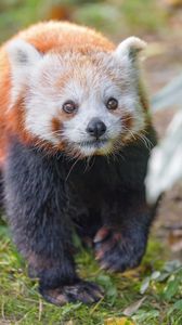 Preview wallpaper red panda, animal, glance, wildlife