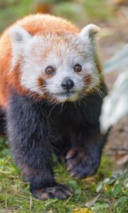 Preview wallpaper red panda, animal, glance, wildlife