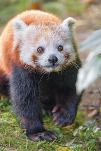 Preview wallpaper red panda, animal, glance, wildlife