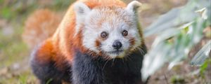 Preview wallpaper red panda, animal, glance, wildlife