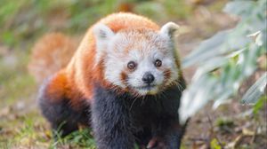 Preview wallpaper red panda, animal, glance, wildlife