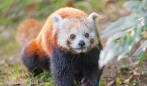 Preview wallpaper red panda, animal, glance, wildlife