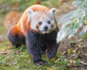 Preview wallpaper red panda, animal, glance, wildlife