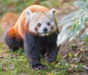 Preview wallpaper red panda, animal, glance, wildlife