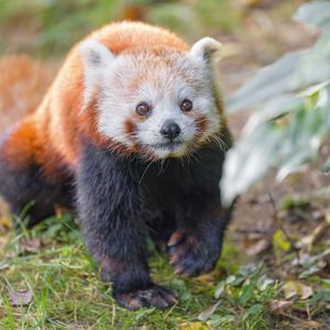 Preview wallpaper red panda, animal, glance, wildlife