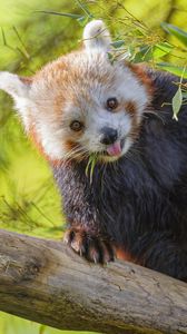 Preview wallpaper red panda, animal, glance, protruding tongue
