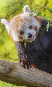 Preview wallpaper red panda, animal, glance, protruding tongue