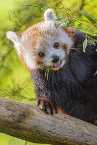 Preview wallpaper red panda, animal, glance, protruding tongue