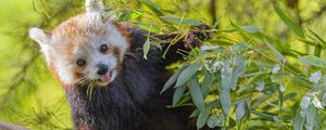 Preview wallpaper red panda, animal, glance, protruding tongue