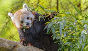 Preview wallpaper red panda, animal, glance, protruding tongue