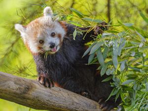 Preview wallpaper red panda, animal, glance, protruding tongue