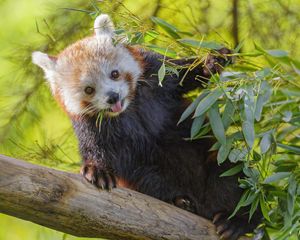 Preview wallpaper red panda, animal, glance, protruding tongue