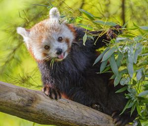 Preview wallpaper red panda, animal, glance, protruding tongue