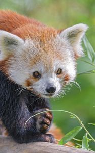 Preview wallpaper red panda, animal, glance, leaves, wildlife