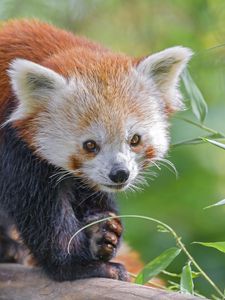 Preview wallpaper red panda, animal, glance, leaves, wildlife